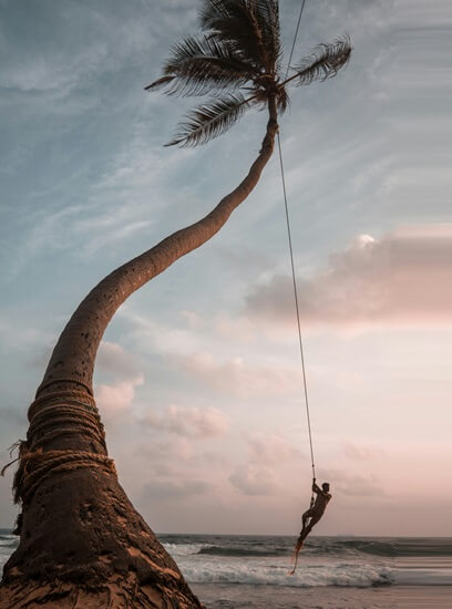 palm